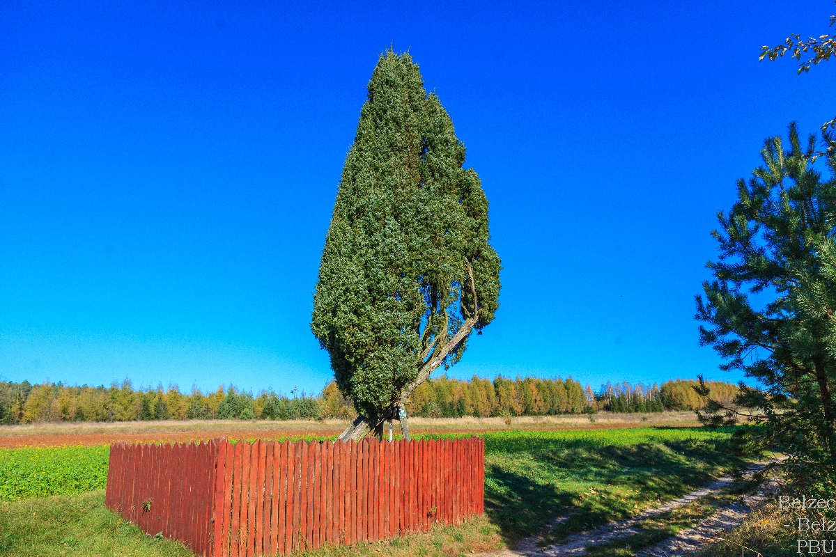 jałowiec pospolity 2